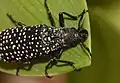 Rhipicera carinata - Western Australia