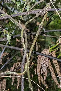Tangled vines