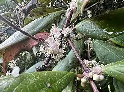 Sessile flowers
