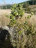 Habit in rocky grassland