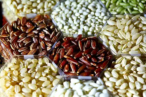 Rice grains by the IRRI