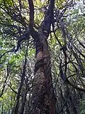 Supplejack climbing a tree
