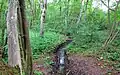 Wiesenbach, Rohrwald