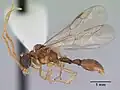 Specimen of a Romblonella palauensis
