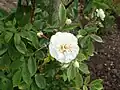 Rosa 'Patricia Macoun'