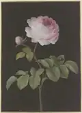 Rosa Rose (Rosa) mit einem braunen Käfer