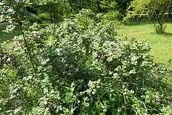 Habit