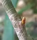5 days later, the bud shoots through the parafilm protection