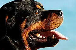 A close-up headshot from the side