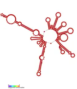 RsaC: Secondary structure of RsaC. Rfam family RF01818