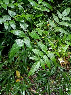 Compound leaves