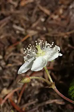 Flower side view