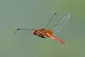 subadult male in flight
