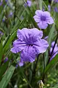 Trumpet shaped flowers
