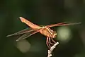 side view female