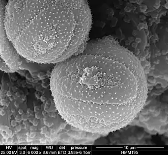 Pollen