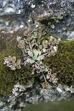 Growth habit