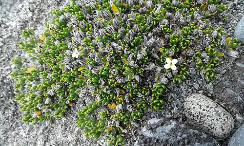 Flowering cushion