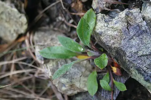 Rosette leaves
