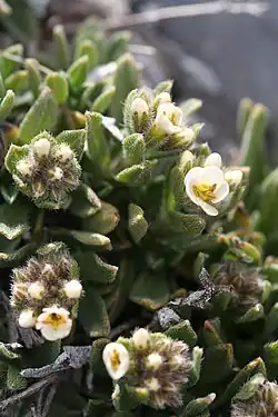 Partially in bud