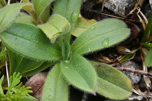 Rosette
