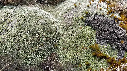 Large cushion habit