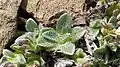Close up of rosette leaves