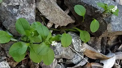 Habit