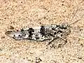 S. caerulans