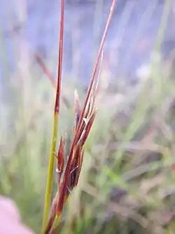Flowering head