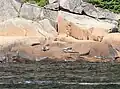 Harbor seals inside the park