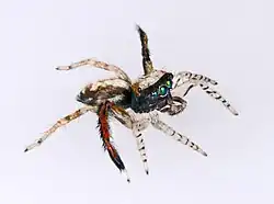 Male, side view
