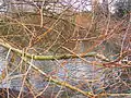 S. sepulcralis group 'Sepulcralis' - detail of winter branches