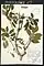 Sambucus racemosa, red elderberry, Baileys Harbor
