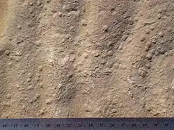 Fossils of sand stromatolites on rippled sandstone