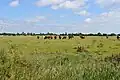 Sandbeach Meadows