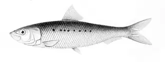 In the 1980s the South American pilchard, Sardinops sagax, was the most intensively fished species of sardine. Some major stocks declined precipitously in the 1990s (see chart below).