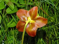 Flower (back)
