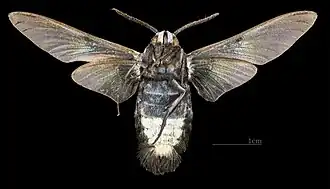 Male ventral view