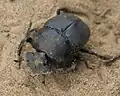 Scarabaeus geminogalenus