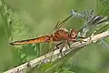 Immature male
