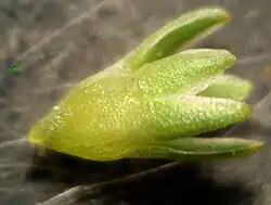 ""