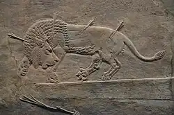 Wounded lion