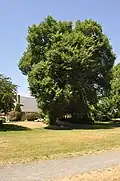 U. laevis, Roanoke Park, Capitol Hill, Seattle, US (planted 1910)