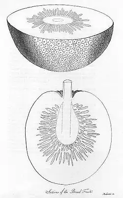 Sections of a breadfruit