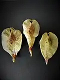 Samarae
