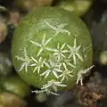 Seedling