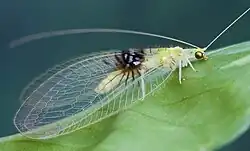 The serendipitous discovery of the Malasian ''[[Semachrysa jade]]'' [[lacewing]]as, a new species, was made on [[Flickr]].