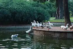 the pond