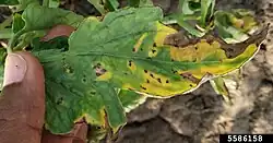 S. lycopersici on tomato leaf